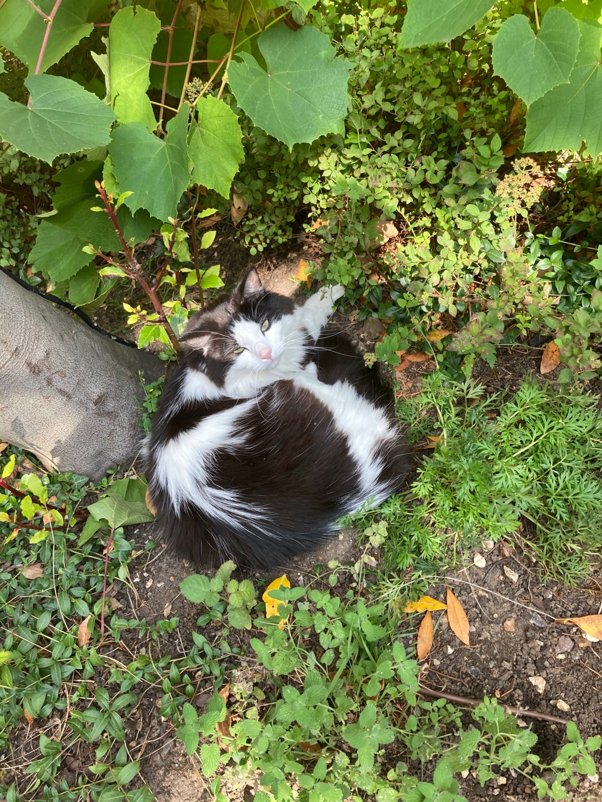 Hector’s House Testimonial